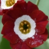 Auricula Chaffinch - Abriachan Nurseries
